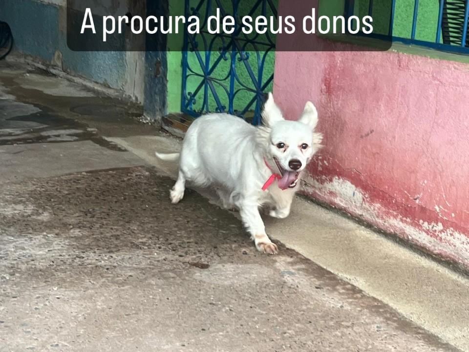 Cachorrinha, cadela de porte pequeno para adoção em Santarém - PA
