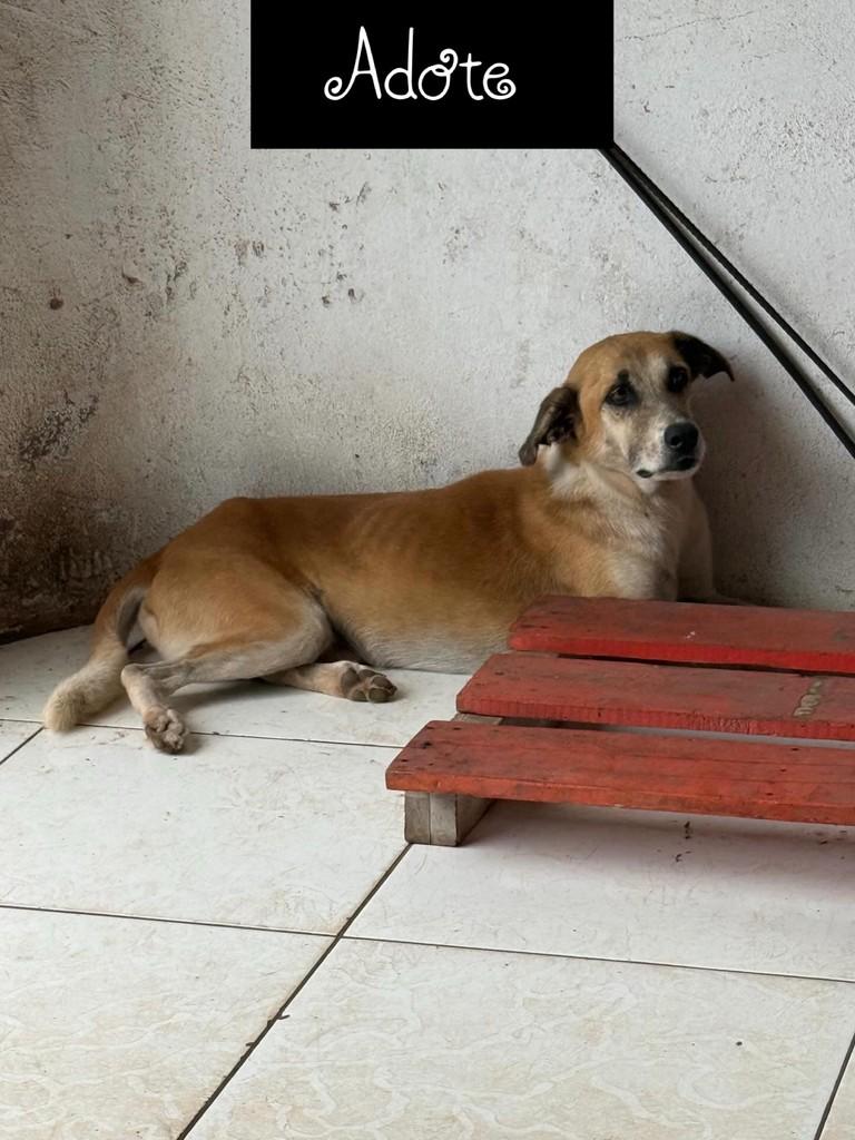 Caxorro, cachorro de porte pequeno para adoção em Santarém - PA