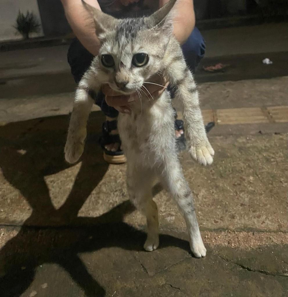Mocinha, gato de porte pequeno para adoção em Santarém - PA