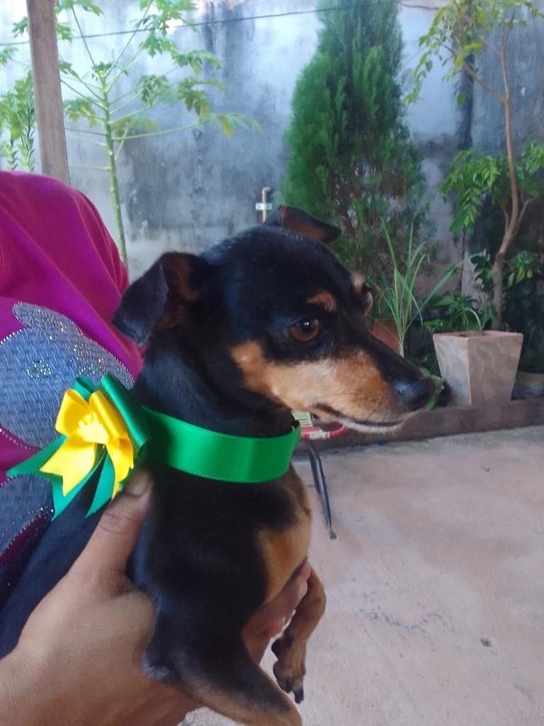 Hanna, cadela de porte pequeno para adoção em Santarém - PA