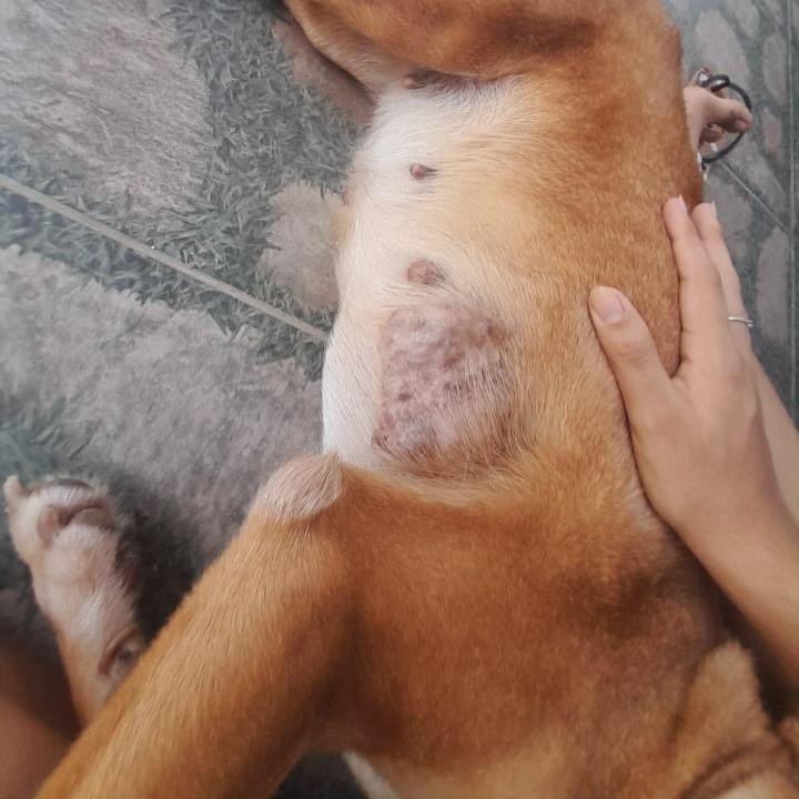 Pudim, cachorro para adoção em Santarém - PA
