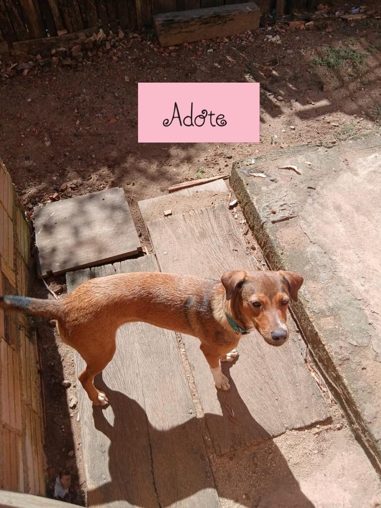 Belinha, cachorro de porte pequeno para adoção em Santarém - PA