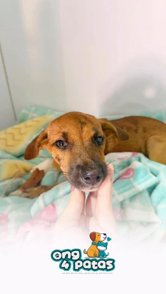 Nina, cachorro para adoção em Pombal - PB