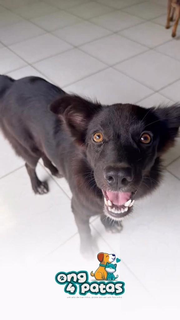Lua, cadela de porte pequeno para adoção em Pombal - PB