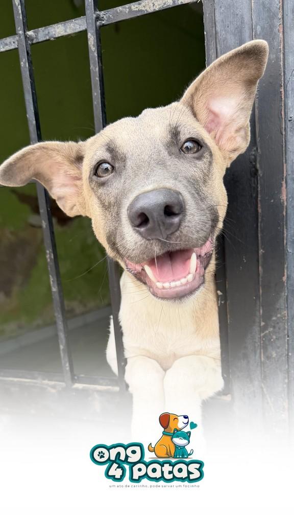 Raylessa, cachorro de porte médio para adoção em Pombal - PB