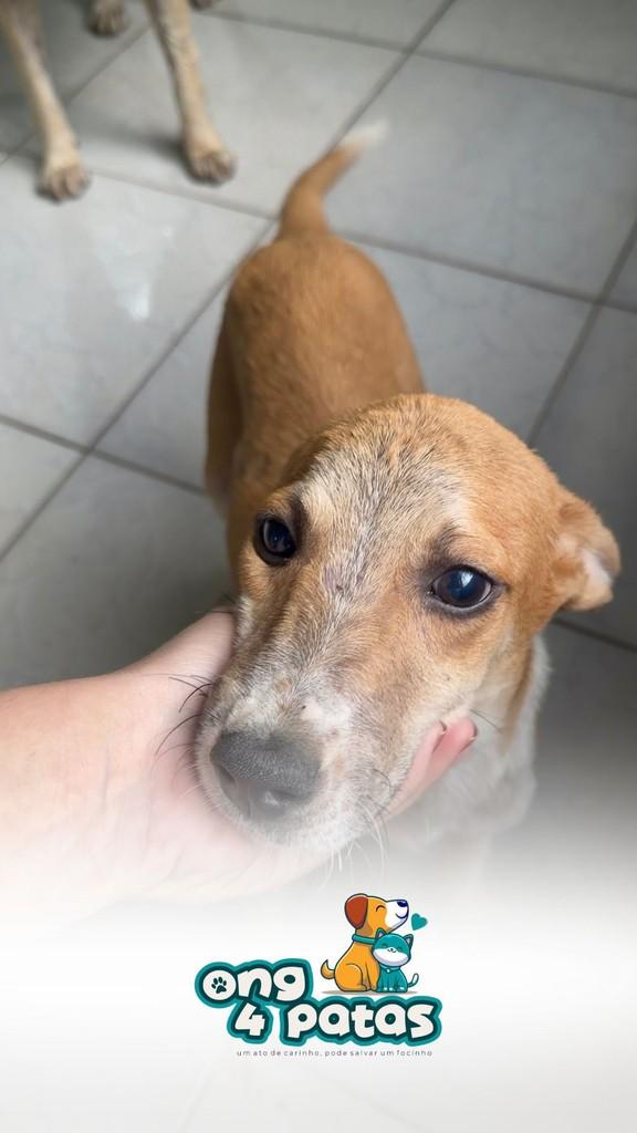 Chiquinho, cachorro de porte pequeno para adoção em Pombal - PB