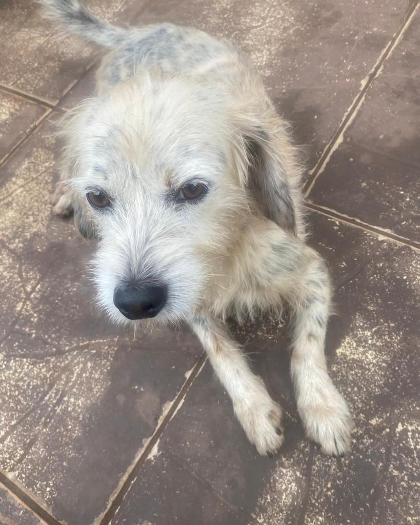 Bebezão, cachorro de porte pequeno para adoção em Cambé - PR