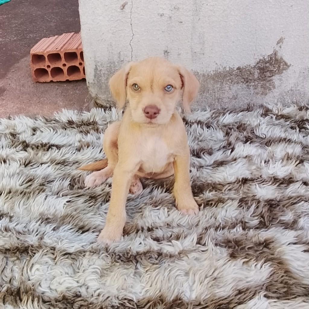 Filhotinha, cadela de porte pequeno para adoção em Cambé - PR