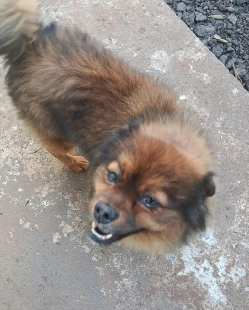 Lindinho, cachorro de porte pequeno para adoção em Cambé - PR