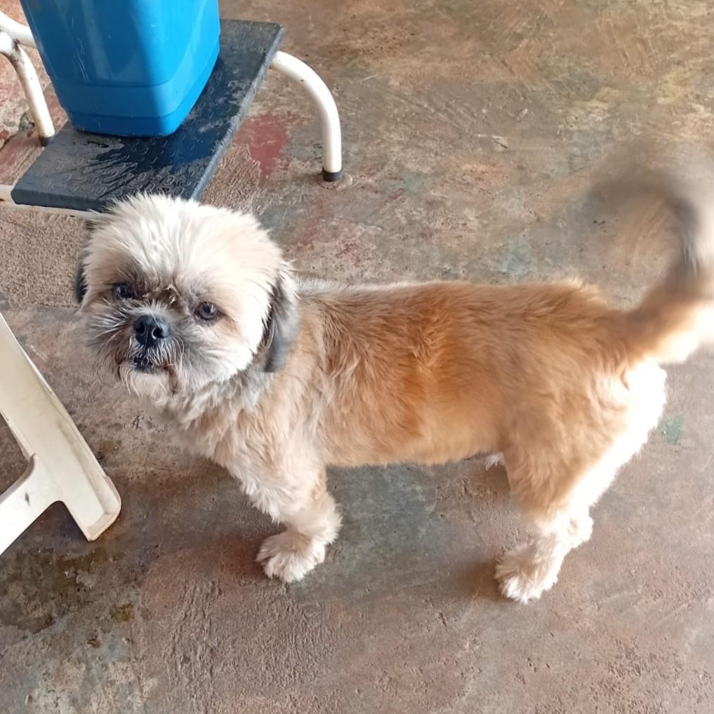 Mocinho, cachorro de porte pequeno para adoção em Cambé - PR