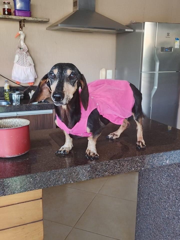 Amora, cachorro de porte pequeno para adoção em Cambé - PR