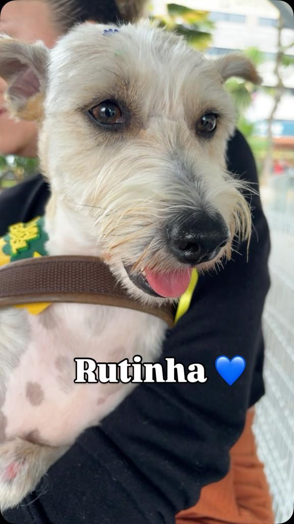 Rutinha, cachorro de porte médio para adoção em Barra do Piraí - RJ
