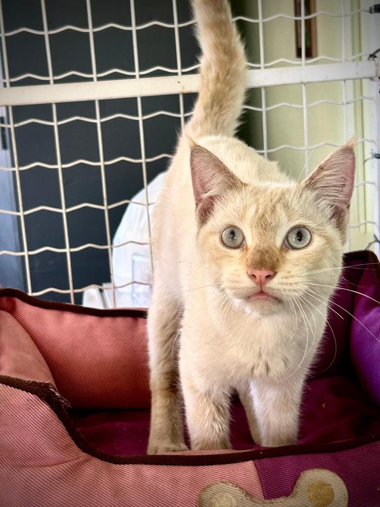 Léo, gato de porte pequeno para adoção em Barra do Piraí - RJ