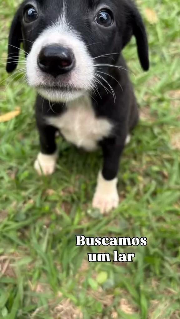 Crescemos, cachorro de porte pequeno para adoção em Barra do Piraí - RJ
