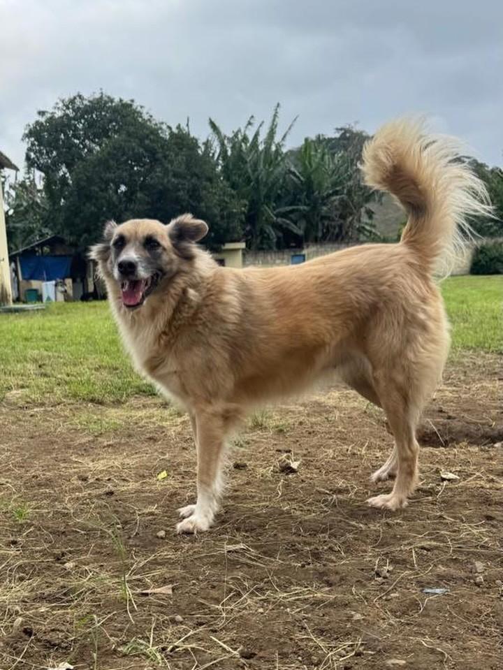 Samanta, cachorro de porte médio para adoção em Barra do Piraí - RJ