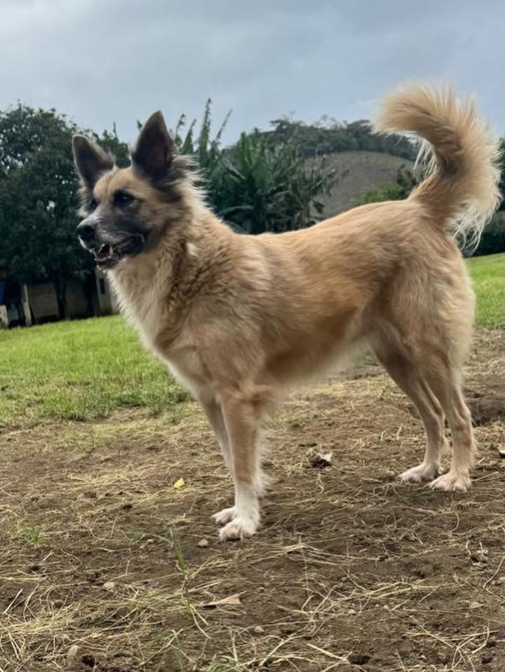 Samanta, cachorro de porte médio para adoção em Barra do Piraí - RJ — foto 2 de 3