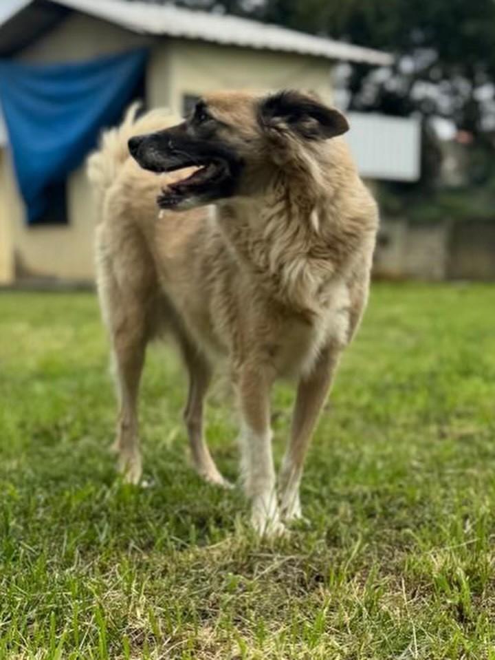 Samanta, cachorro de porte médio para adoção em Barra do Piraí - RJ — foto 3 de 3