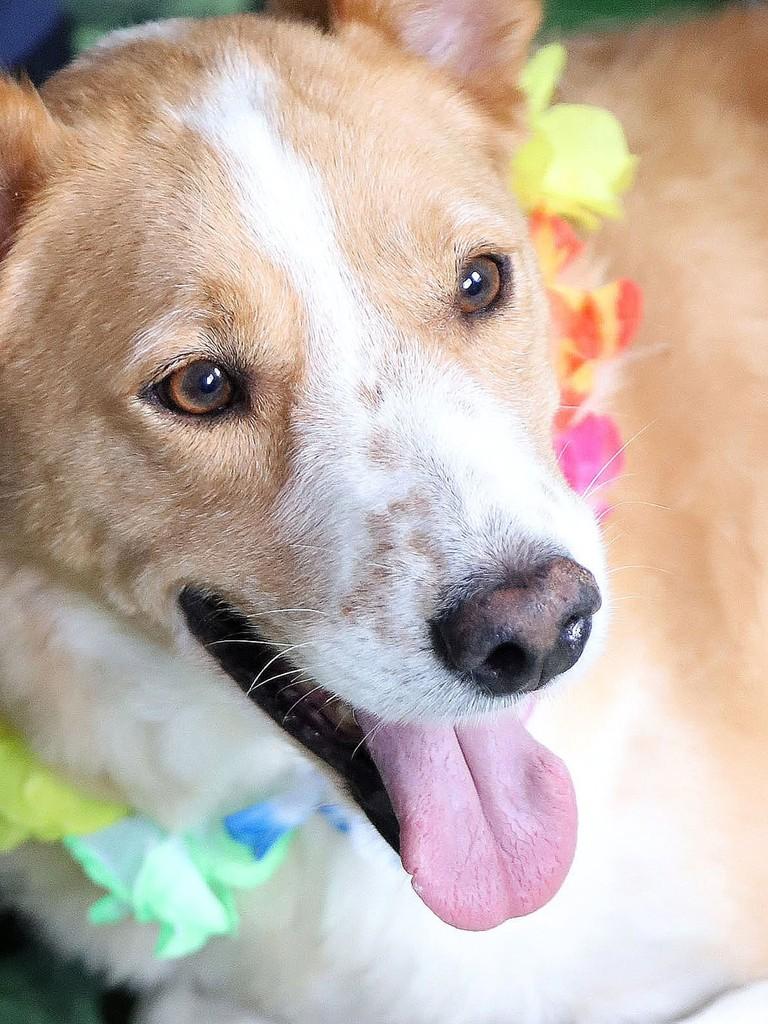 Sultão, cachorro de porte médio para adoção em São Paulo - SP