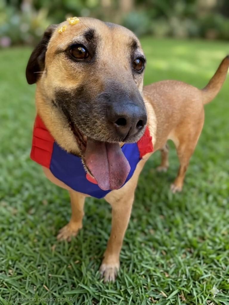 Chica, cadela de porte médio para adoção em São Paulo - SP