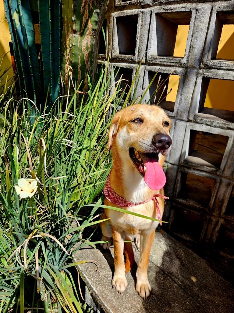 Margô, cadela de porte médio para adoção em São Paulo - SP