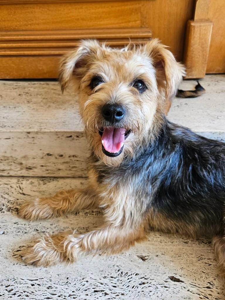 Xuxa, cadela de porte pequeno para adoção em São Paulo - SP