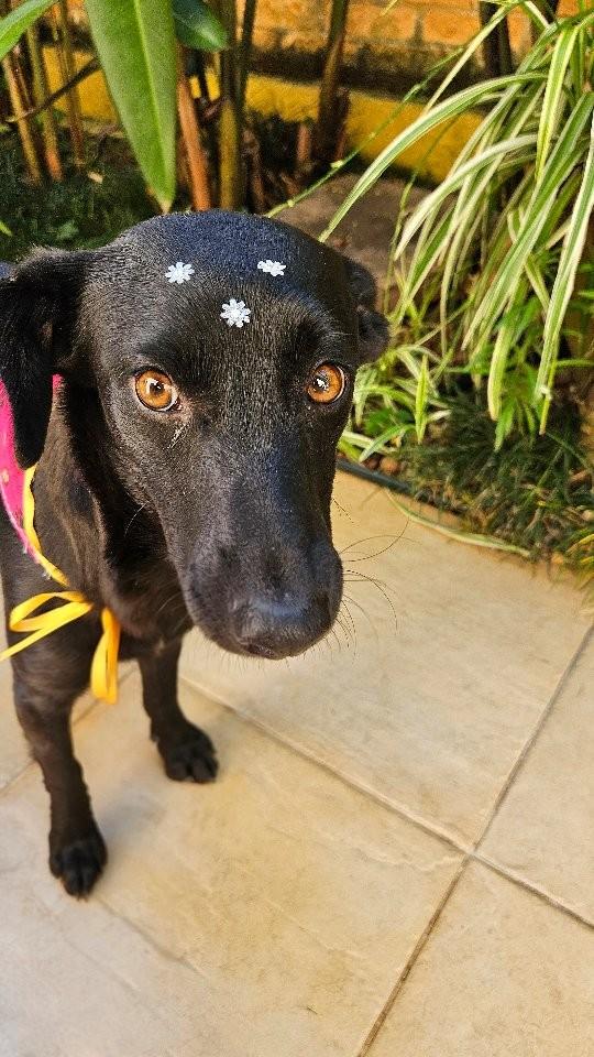 Lua, cadela de porte médio para adoção em São Paulo - SP