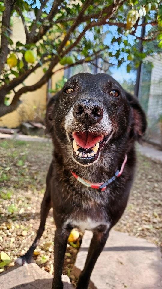 Will, cachorro de porte médio para adoção em São Paulo - SP