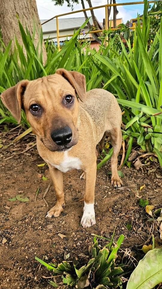 Buriti, cachorro de porte médio para adoção em São Paulo - SP