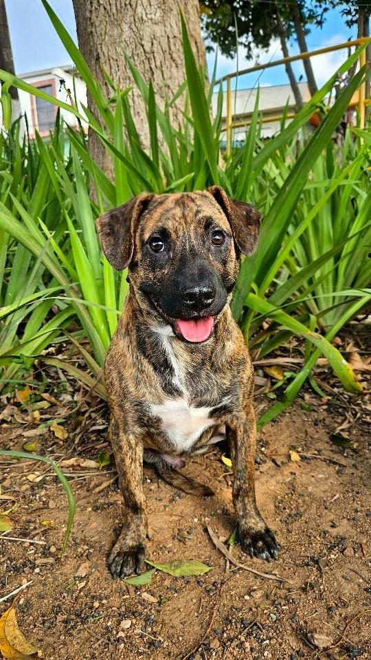 Eucalipto, cachorro de porte médio para adoção em São Paulo - SP