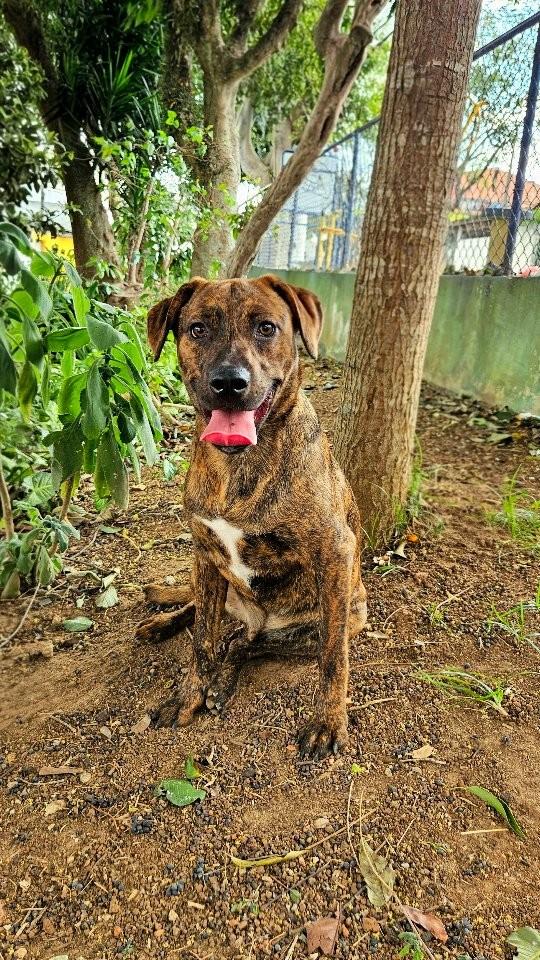 Ipê, cachorro de porte médio para adoção em São Paulo - SP