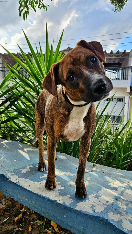 Figueira, cadela de porte médio para adoção em São Paulo - SP