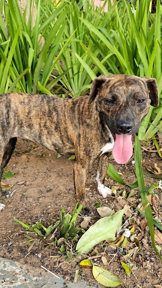 Dora, cadela de porte médio para adoção em São Paulo - SP