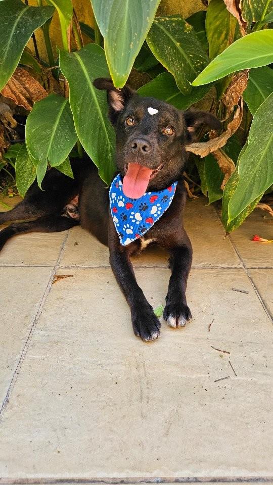 Cravo, cachorro de porte pequeno para adoção em São Paulo - SP
