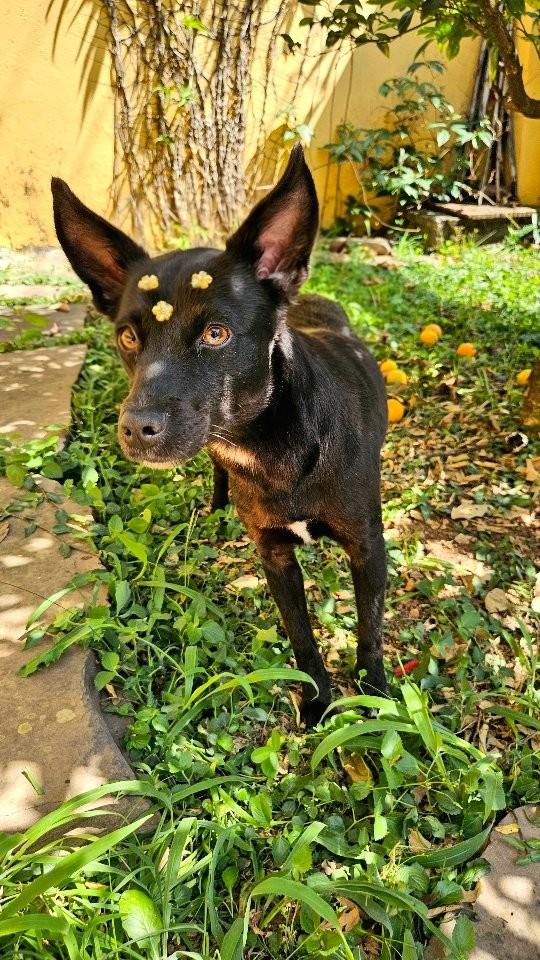 Margarida, cadela de porte pequeno para adoção em São Paulo - SP