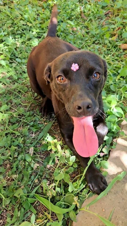 Violeta, cadela de porte pequeno para adoção em São Paulo - SP