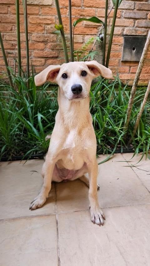 Bela, cadela de porte médio para adoção em São Paulo - SP