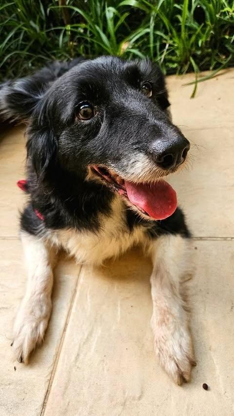 Suzi, cadela de porte médio para adoção em São Paulo - SP