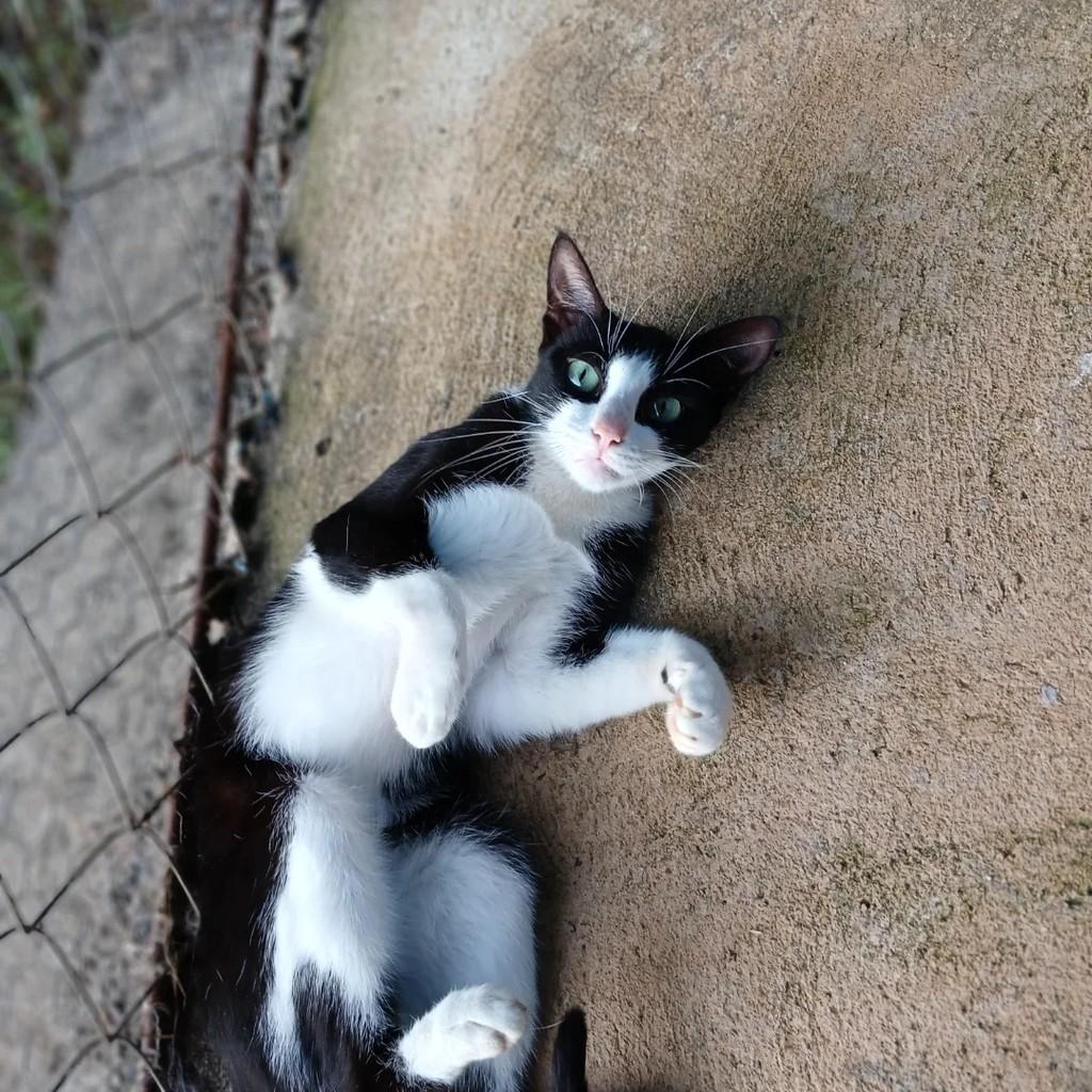 Avatar, gato de porte pequeno para adoção em Ibaté - SP