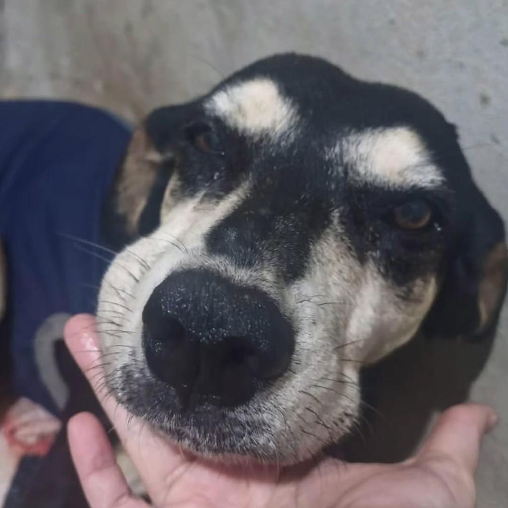 Negão, cachorro de porte médio para adoção em Ibaté - SP