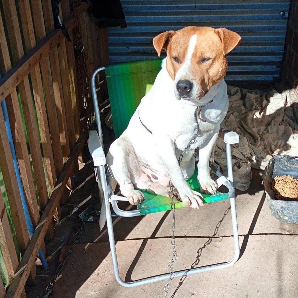 Cesar, cachorro de porte médio para adoção em Capão do Leão - RS