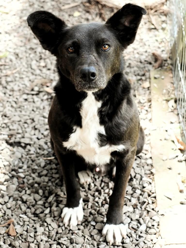 Zorro, cachorro de porte médio para adoção em São Francisco de Paula - RS