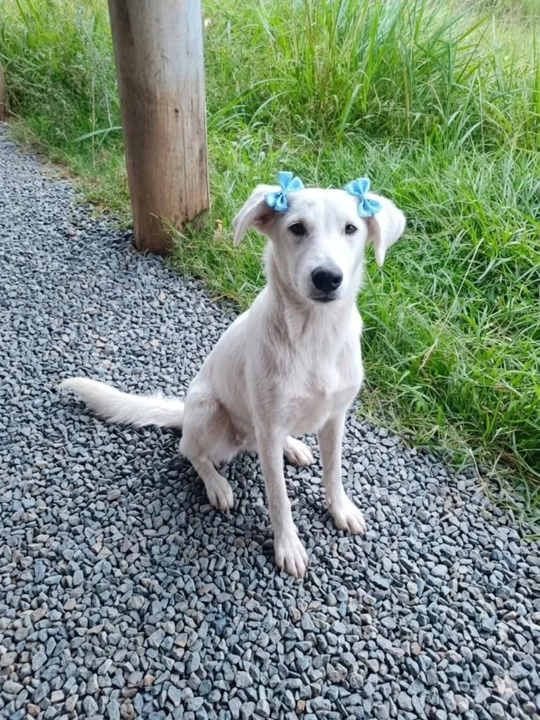 Branquinha, cachorro de porte médio para adoção em Arroio do Tigre - RS