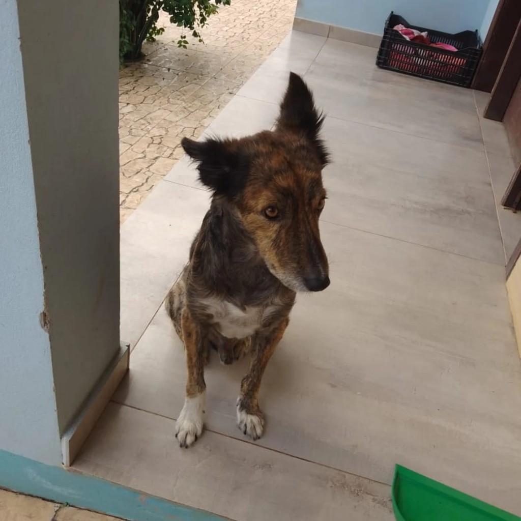 Tigre, cachorro de porte médio para adoção em Arroio do Tigre - RS