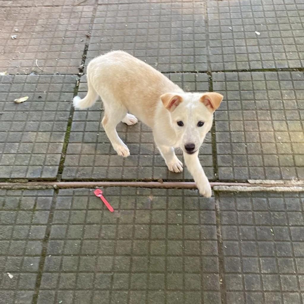 Alice, cachorro de porte pequeno para adoção em Arroio do Tigre - RS