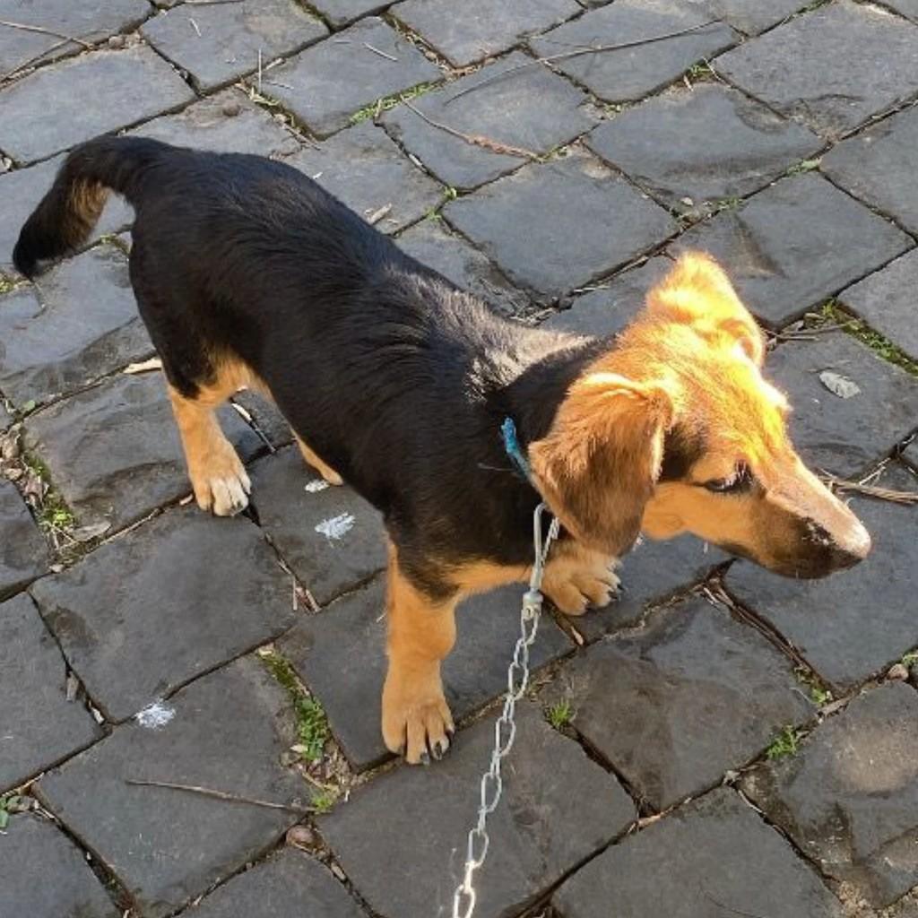 Apolo, cachorro de porte médio para adoção em Arroio do Tigre - RS