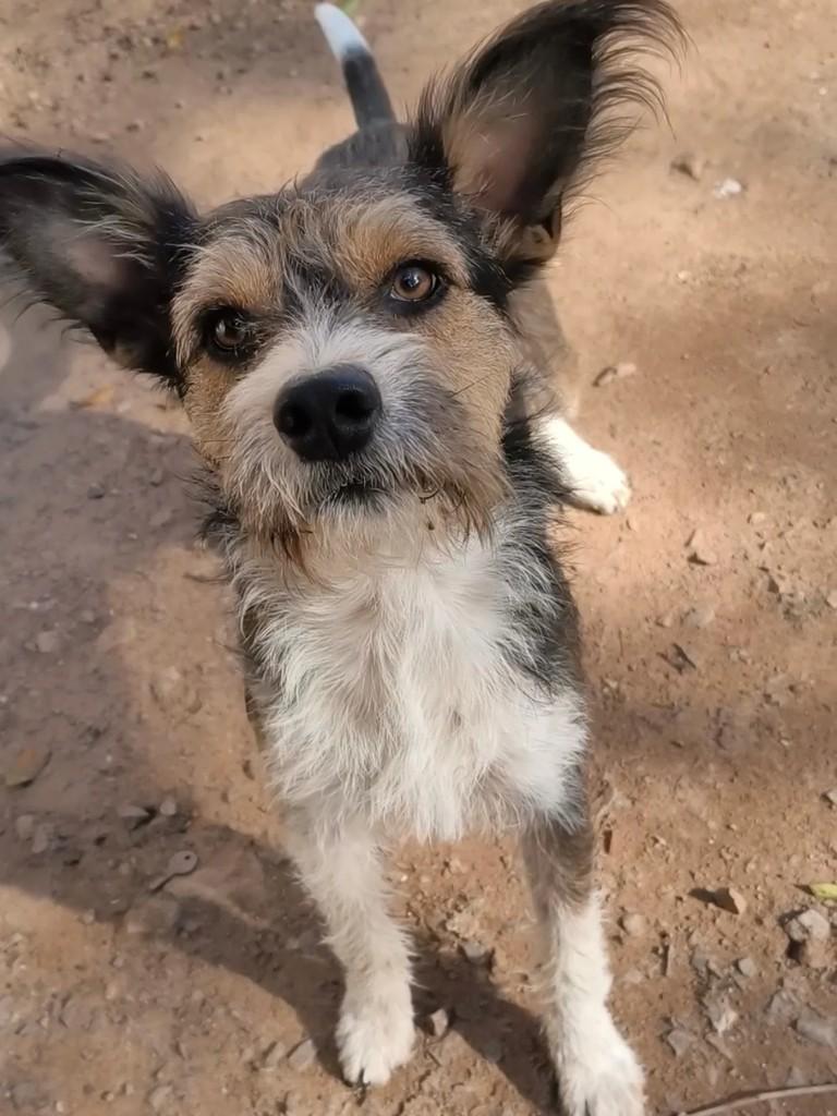 Menininho, cachorro de porte pequeno para adoção em Arroio do Tigre - RS