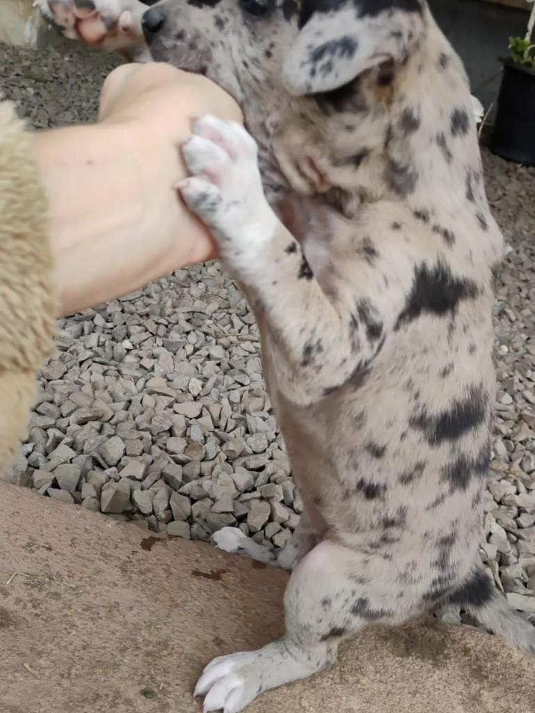 Linda, cadela de porte pequeno para adoção em Sobradinho - RS
