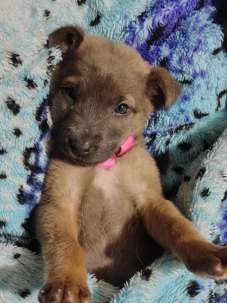 Mocinha, cadela de porte médio para adoção em Arroio do Tigre - RS