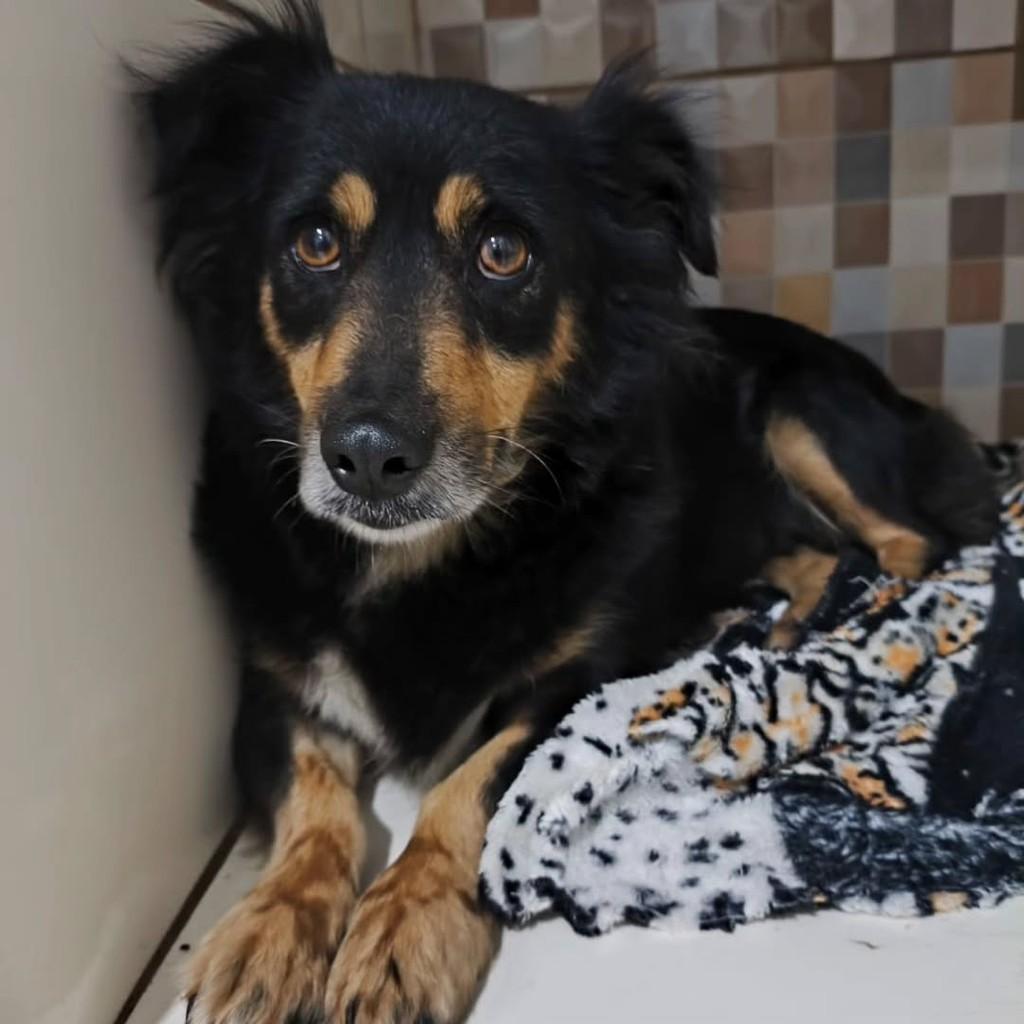 Lindinha, cachorro de porte pequeno para adoção em Arroio do Tigre - RS