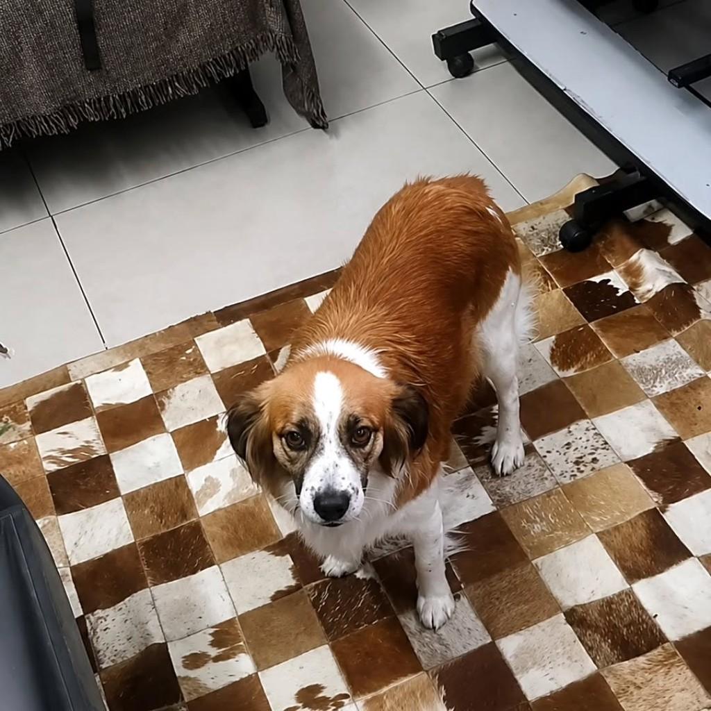 Cachorrinha, cadela de porte pequeno para adoção em Candelária - RS